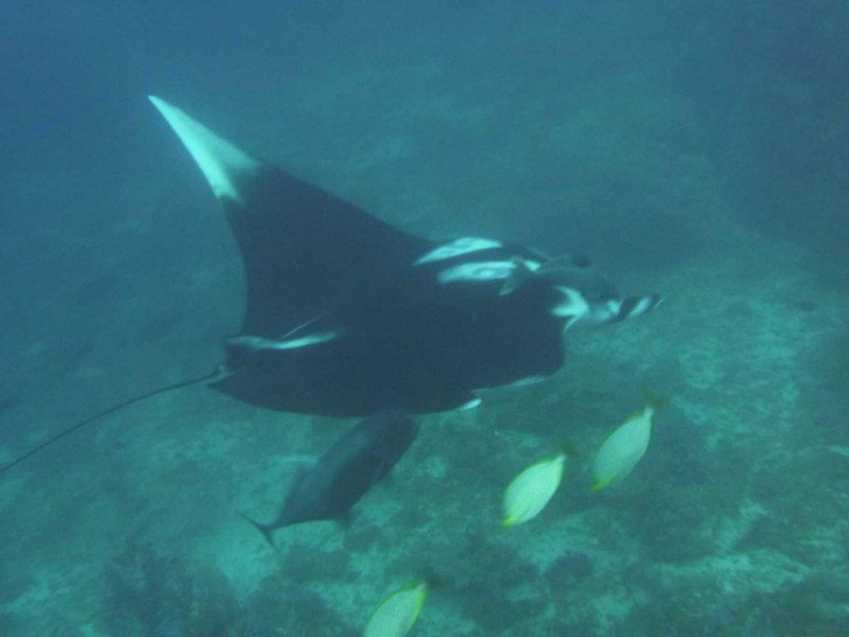 quand un poisson rencontre