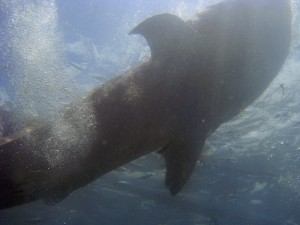 requin baleine philippines