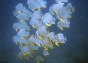 Un banc de bat fish