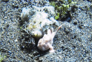 frog fish Philippines