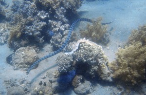 Serpent de mer Philippines
