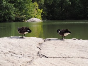 central-park-canards