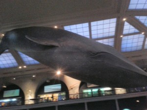 baleine-new-york