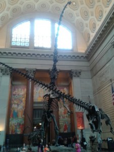 brachiosaure-musee-histoire-naturelle-new-york