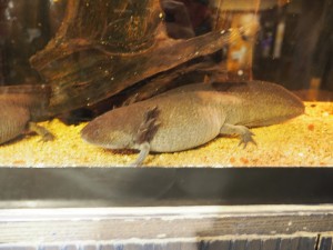 Ah y avait un Axolotl aussi 