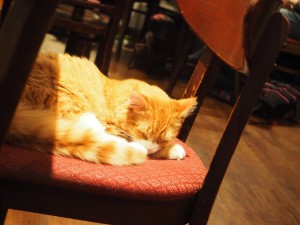 cafe-chat-l-heureux-montreal_6