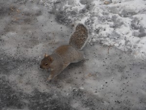 Franchement, ces Françaises qui savent pas marcher sur la glace, pfff !