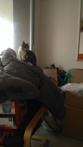 chats et cartons déménagement