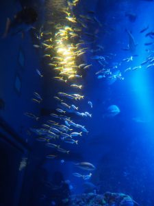 l'aquarium d'Osaka