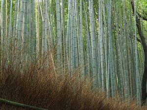 Bambouseraie de Kyoto
