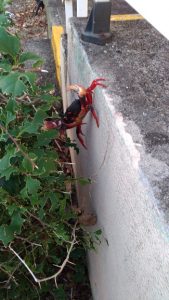 Crabe rouge de Cuba