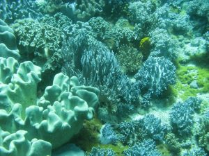 Un jardin de corail aux Philippines
